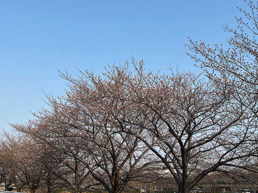 開花宣言